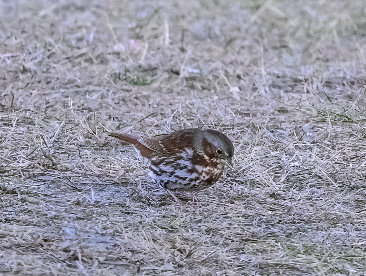 Fox Sparrow (Red) - ML626514658