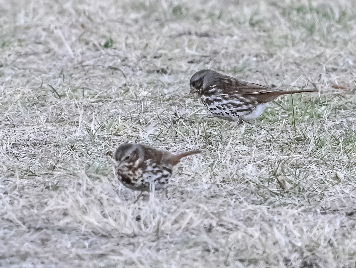 Fox Sparrow (Red) - ML626514659