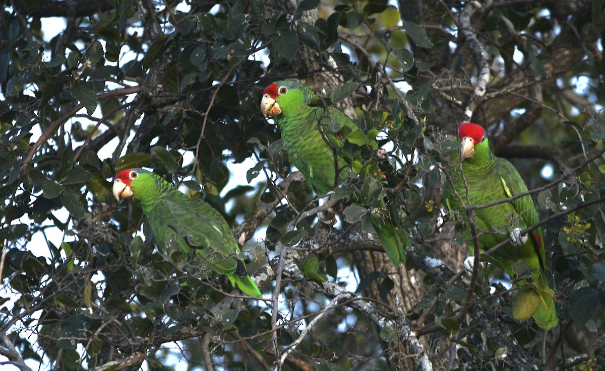 Red-crowned Amazon - ML626514660