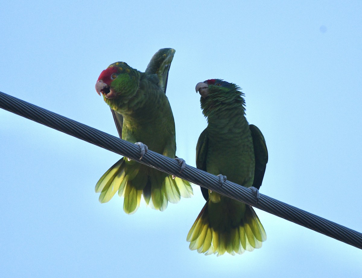 Red-crowned Amazon - ML626514661