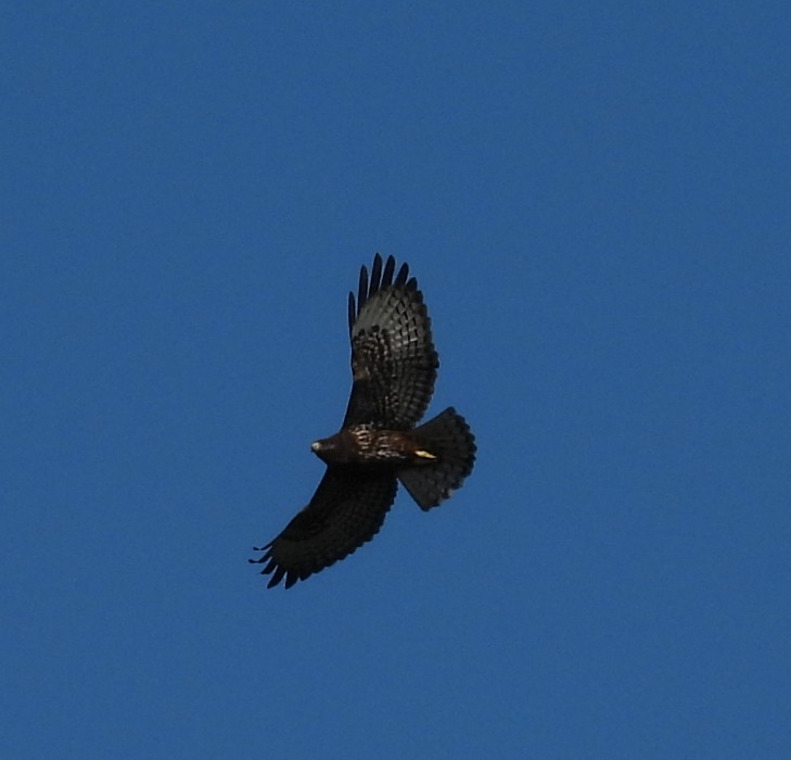 Short-tailed Hawk - ML626514666