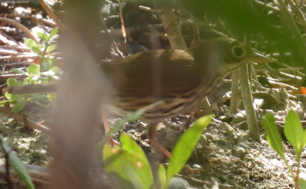 Ovenbird - ML626514684