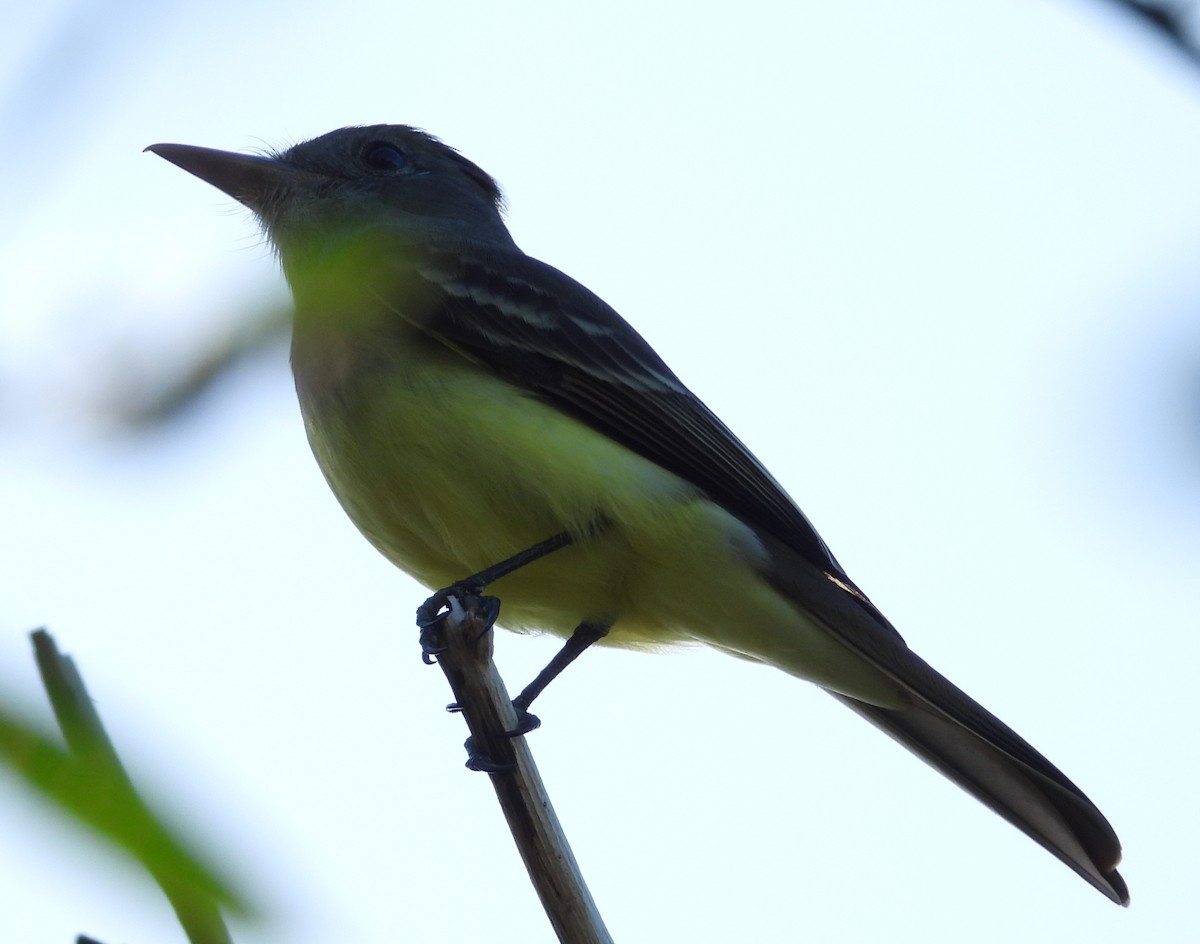 Great Crested Flycatcher - ML626514699