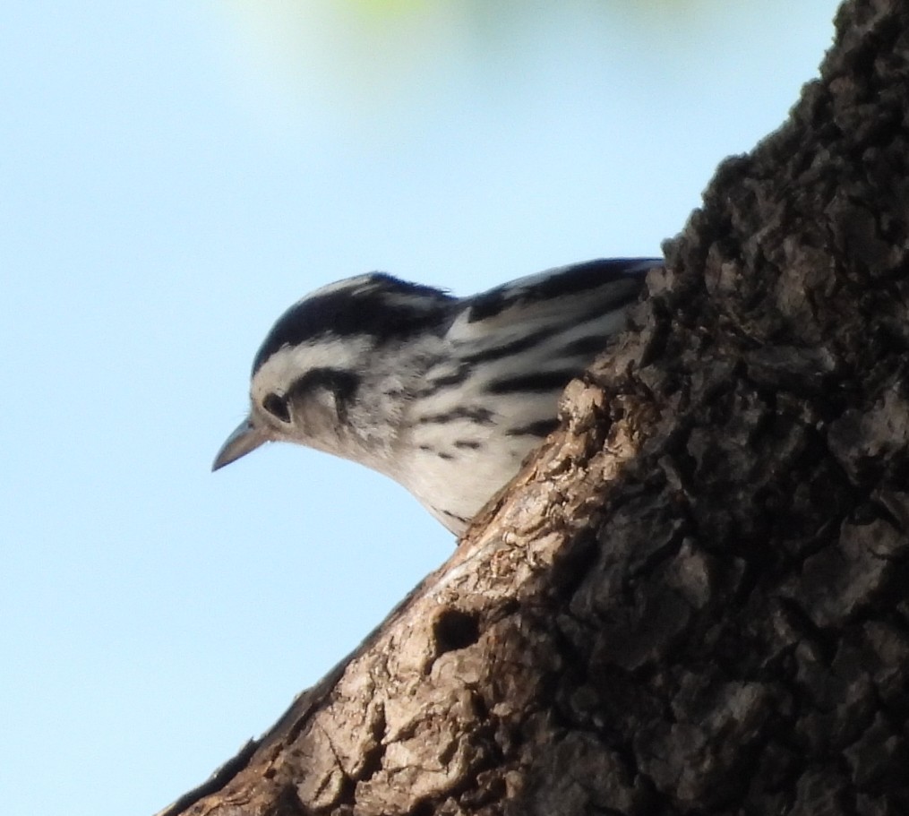 Black-and-white Warbler - ML626514707