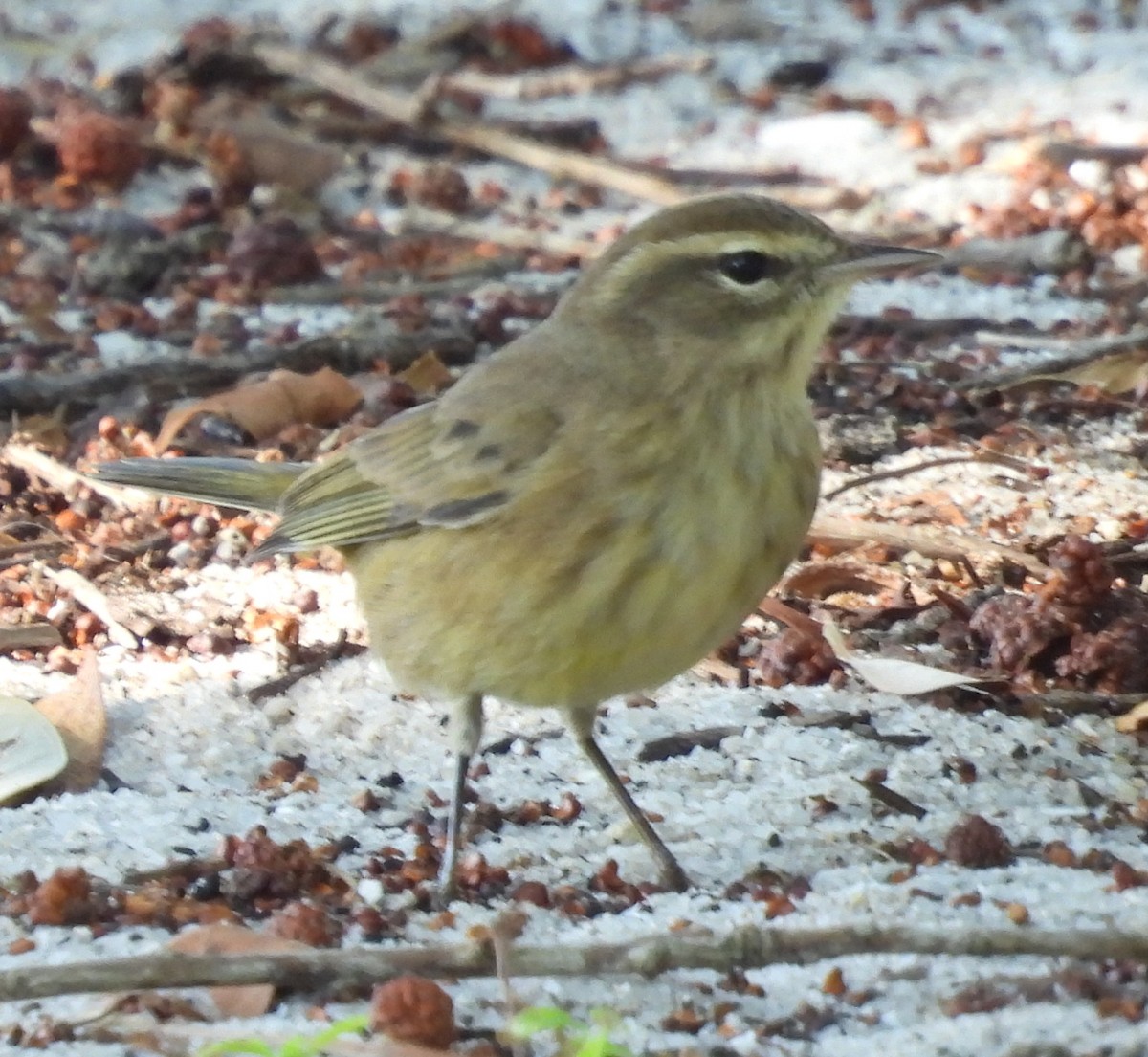 Palm Warbler - ML626514717
