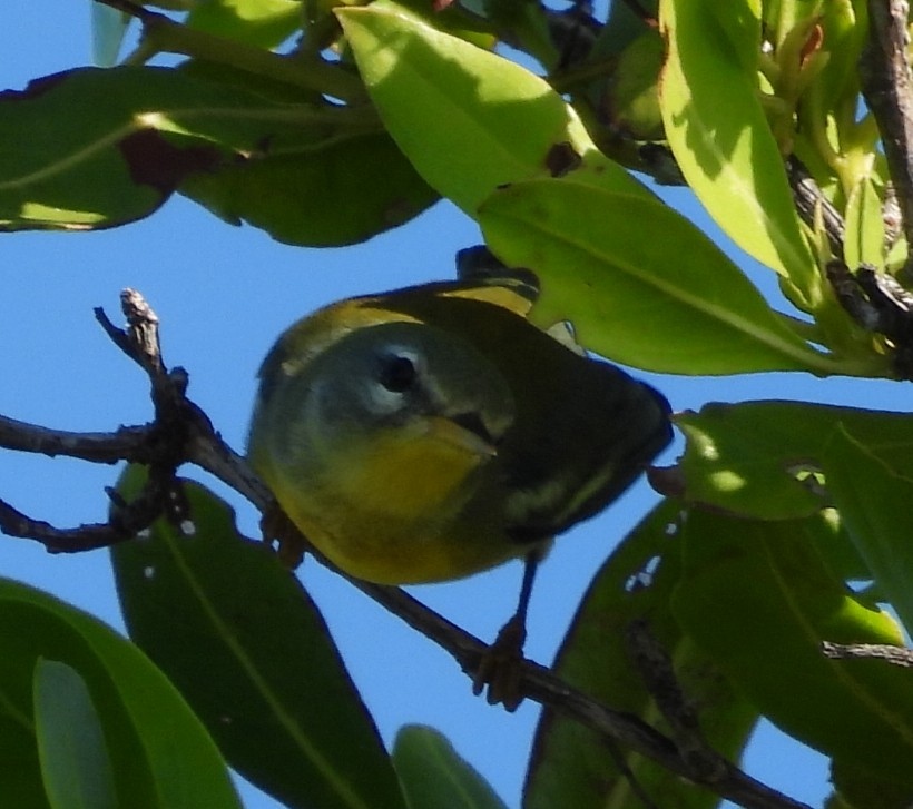 Northern Parula - ML626514742