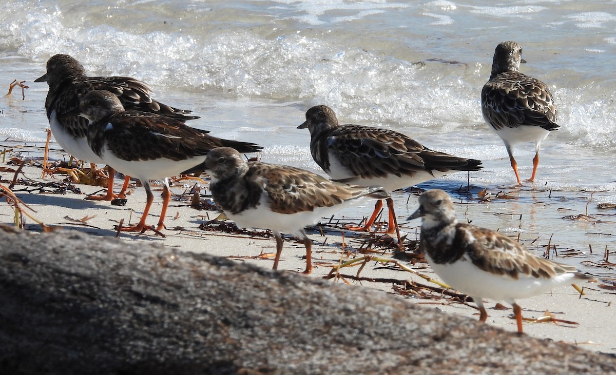 Ruddy Turnstone - ML626514777