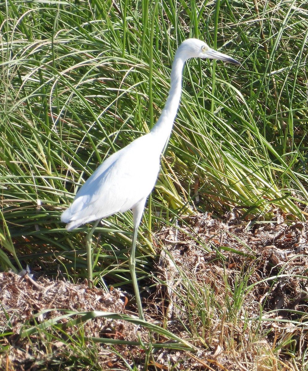 Little Blue Heron - ML626514779