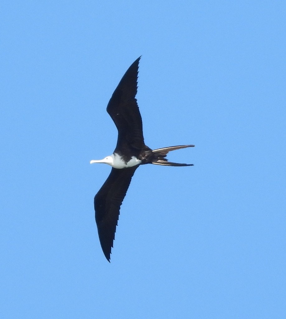Magnificent Frigatebird - ML626514786
