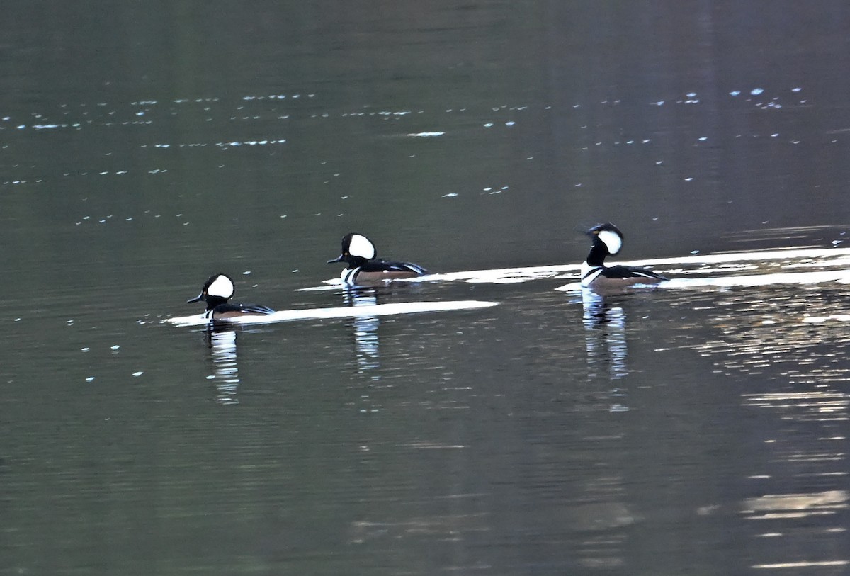 Hooded Merganser - ML626514819