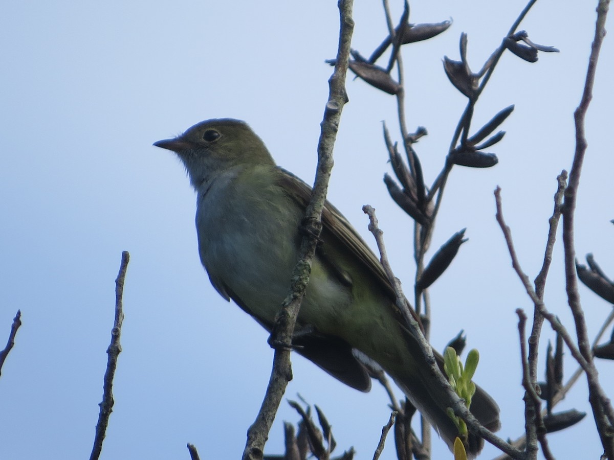 Small-billed Elaenia - ML626514867