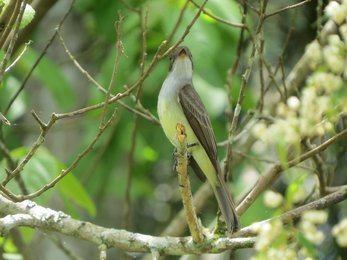 Yellow-bellied Elaenia - ML626514997