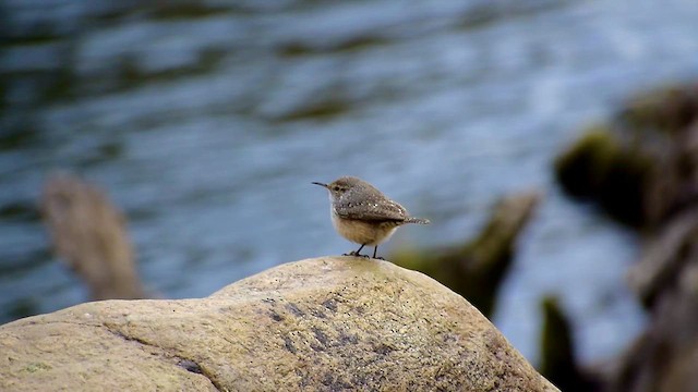 Rock Wren - ML626515054