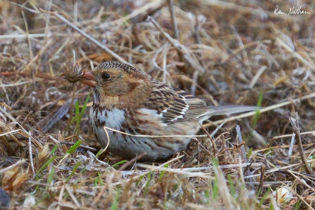 Harris's Sparrow - ML626515204