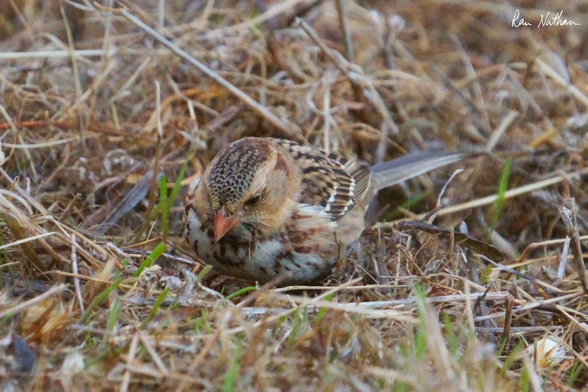 Harris's Sparrow - ML626515205