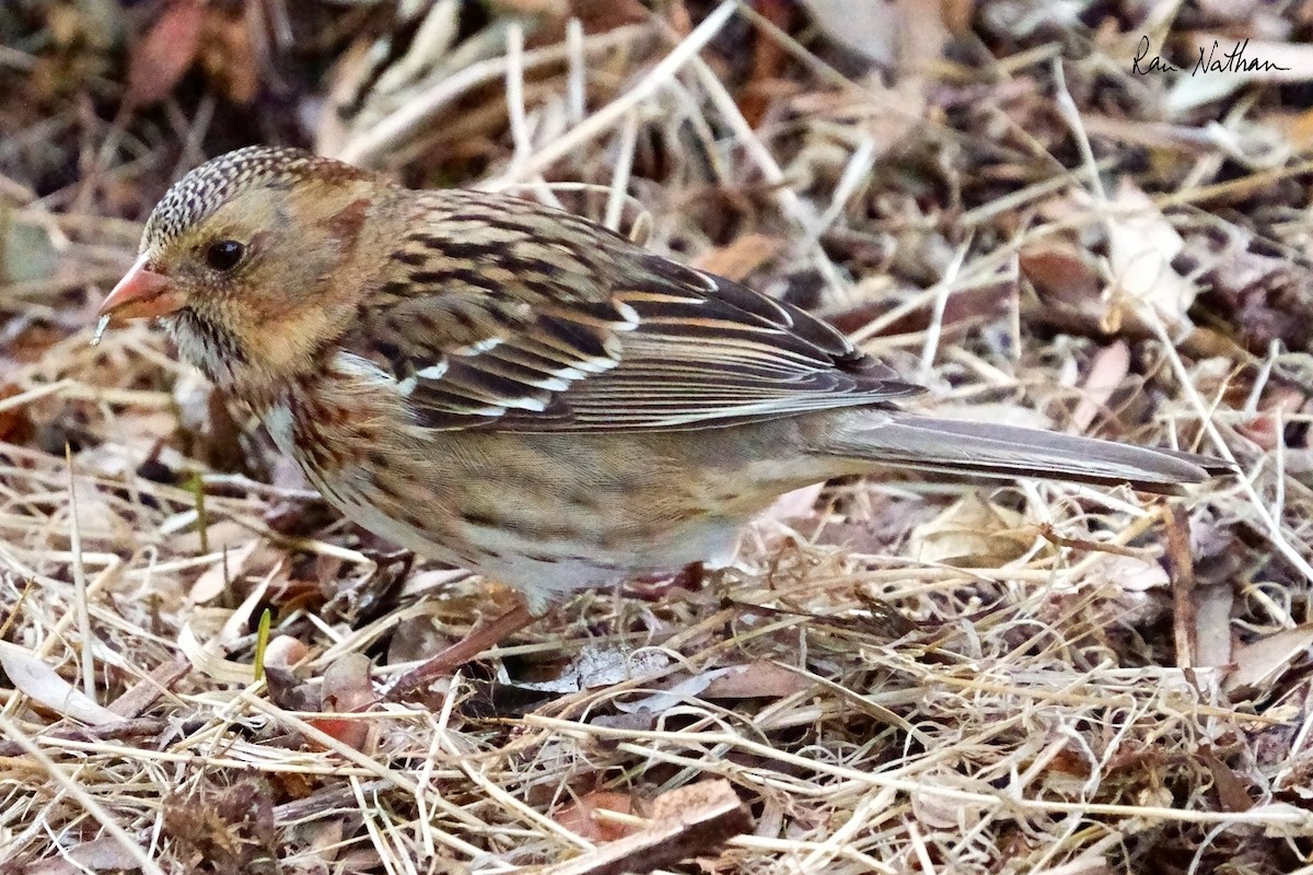 Harris's Sparrow - ML626515207