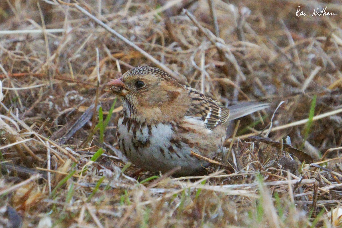 Harris's Sparrow - ML626515208