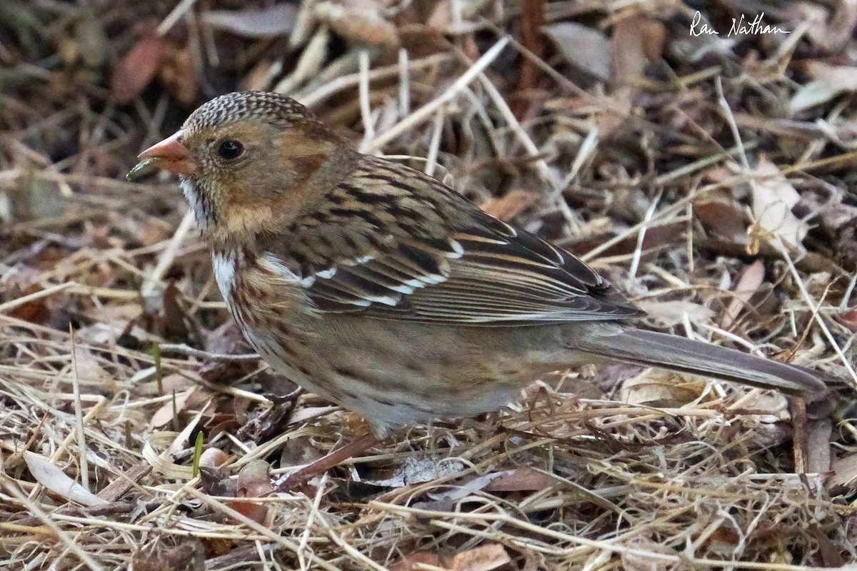 Harris's Sparrow - ML626515209