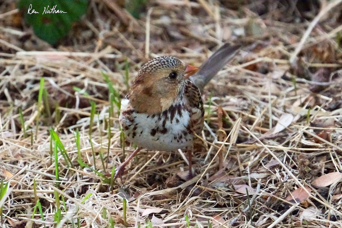 Harris's Sparrow - ML626515210