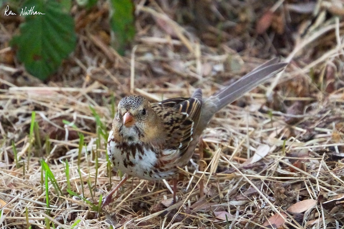 Harris's Sparrow - ML626515211