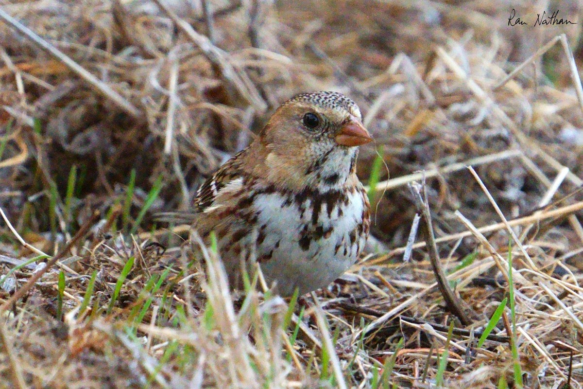 Harris's Sparrow - ML626515238