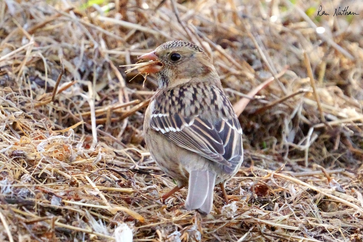 Harris's Sparrow - ML626515239