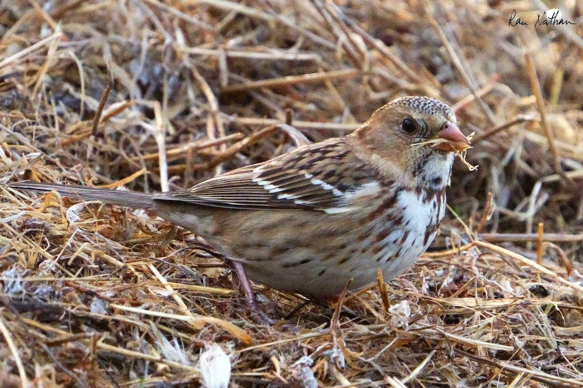 Harris's Sparrow - ML626515240