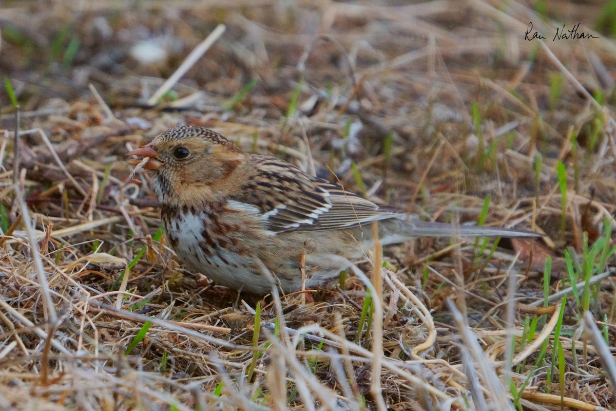 Harris's Sparrow - ML626515241