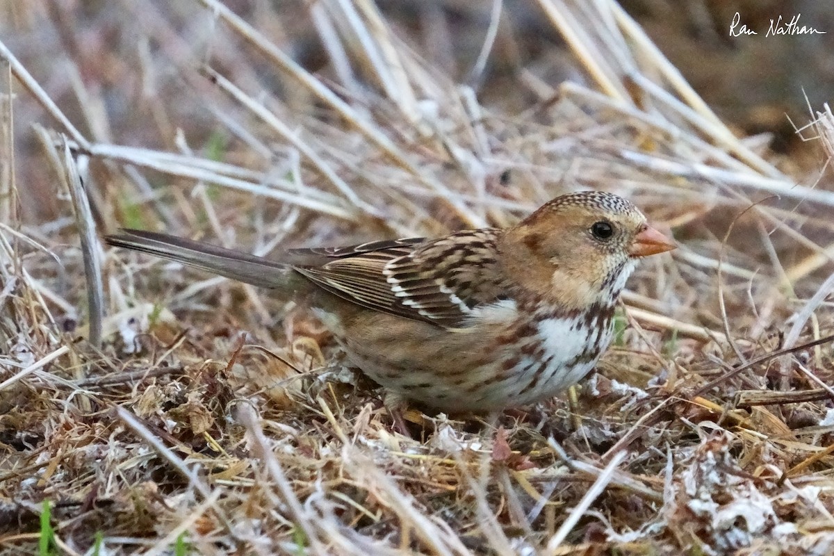 Harris's Sparrow - ML626515242