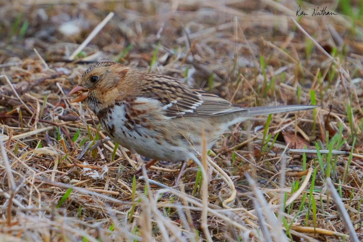 Harris's Sparrow - ML626515243