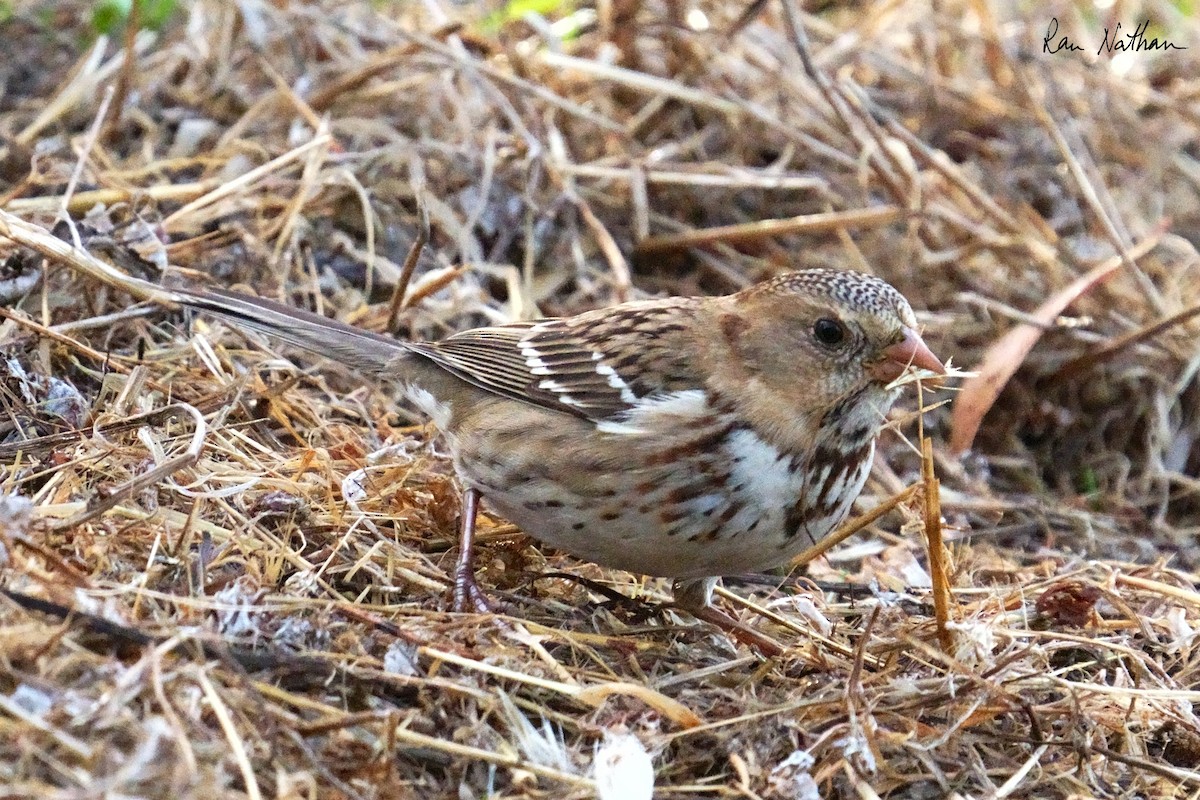 Harris's Sparrow - ML626515244