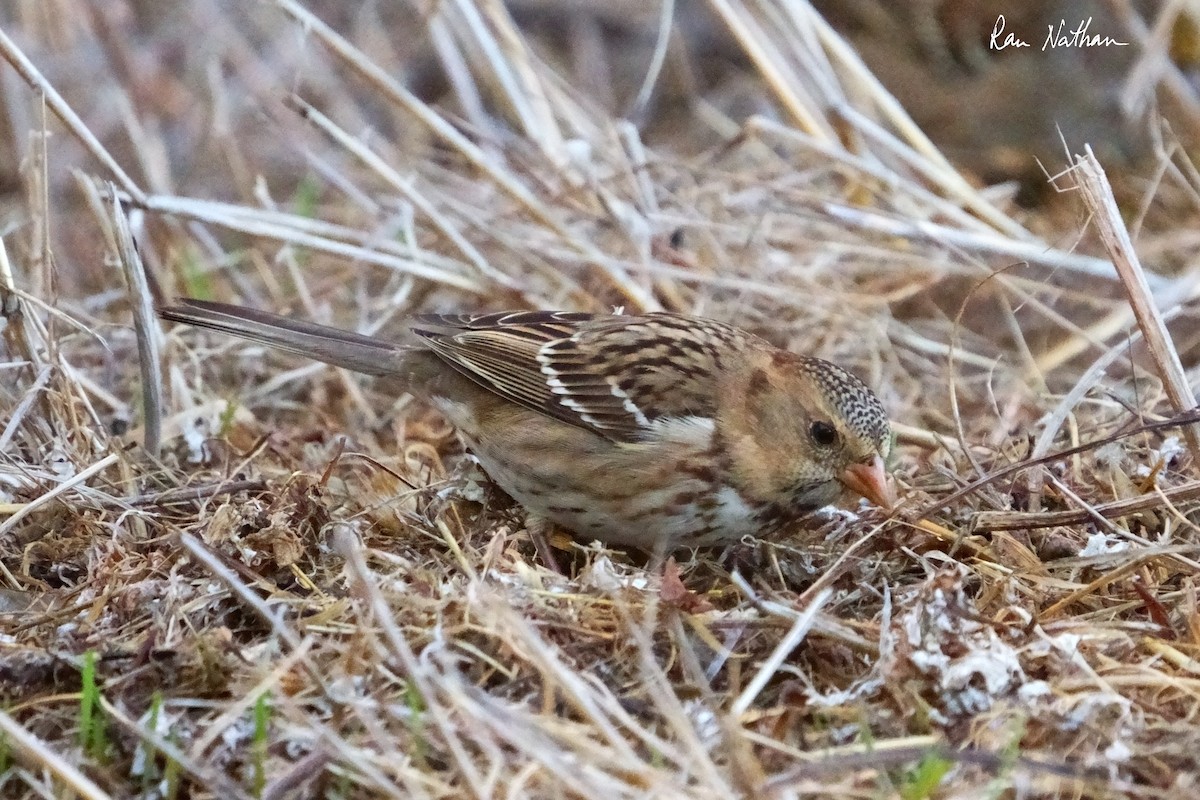 Harris's Sparrow - ML626515245