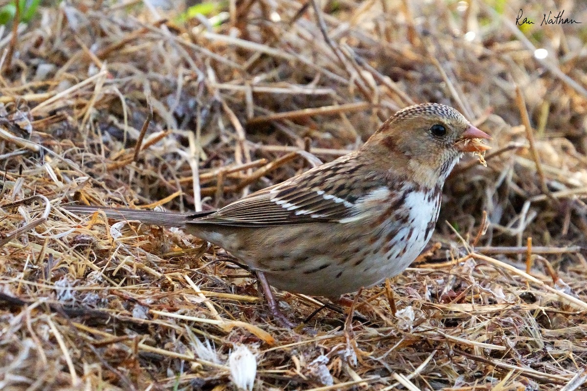 Harris's Sparrow - ML626515246