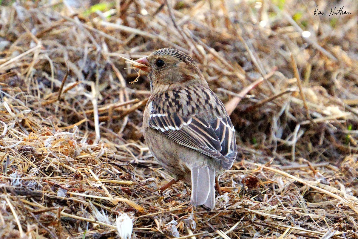 Harris's Sparrow - ML626515247