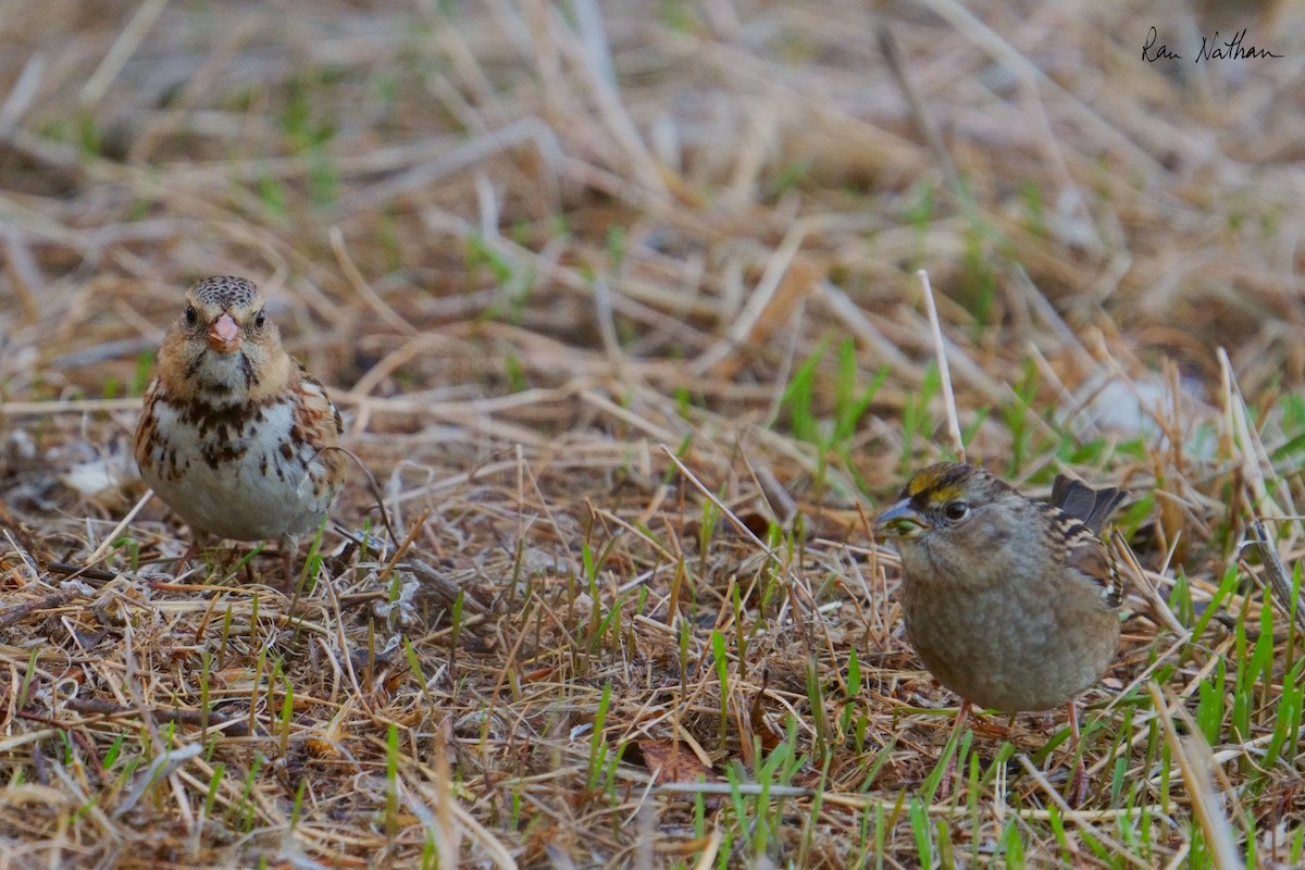 Harris's Sparrow - ML626515248