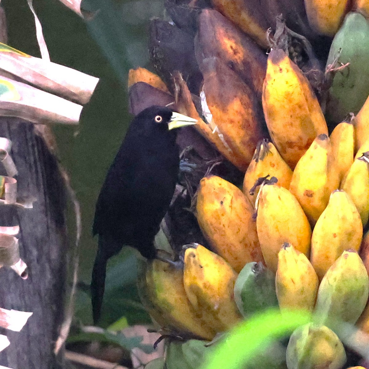 Yellow-billed Cacique - ML626515366