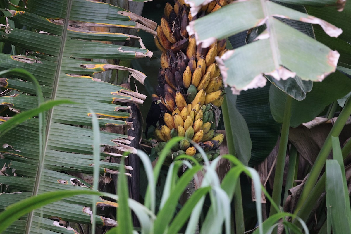 Yellow-billed Cacique - ML626515367