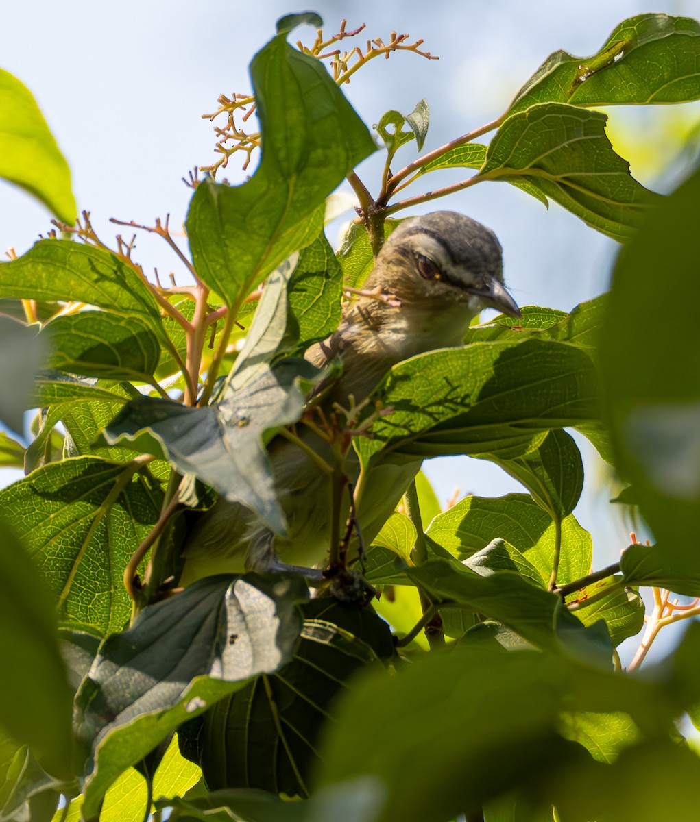 Rotaugenvireo - ML626515740