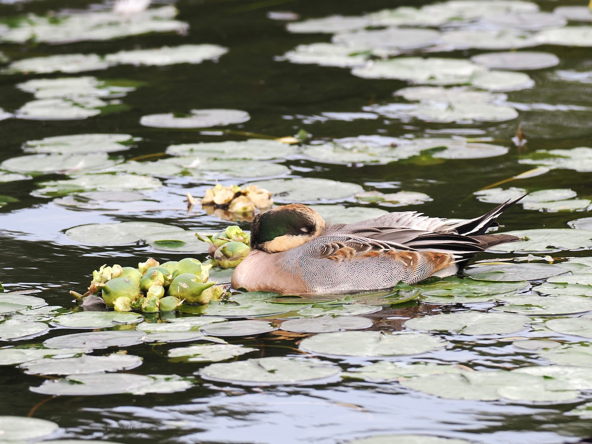 Зээрд алаг x Шовтгор алаг нугас (эрлийз) - ML626515866