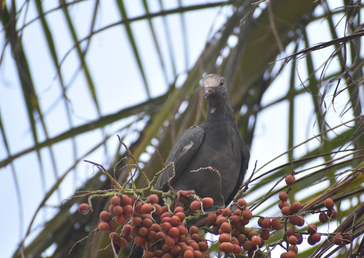 White-crowned Pigeon - ML626516081