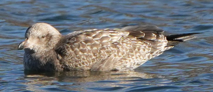 Ring-billed Gull - ML626516119