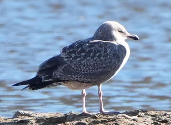 Ring-billed Gull - ML626516125