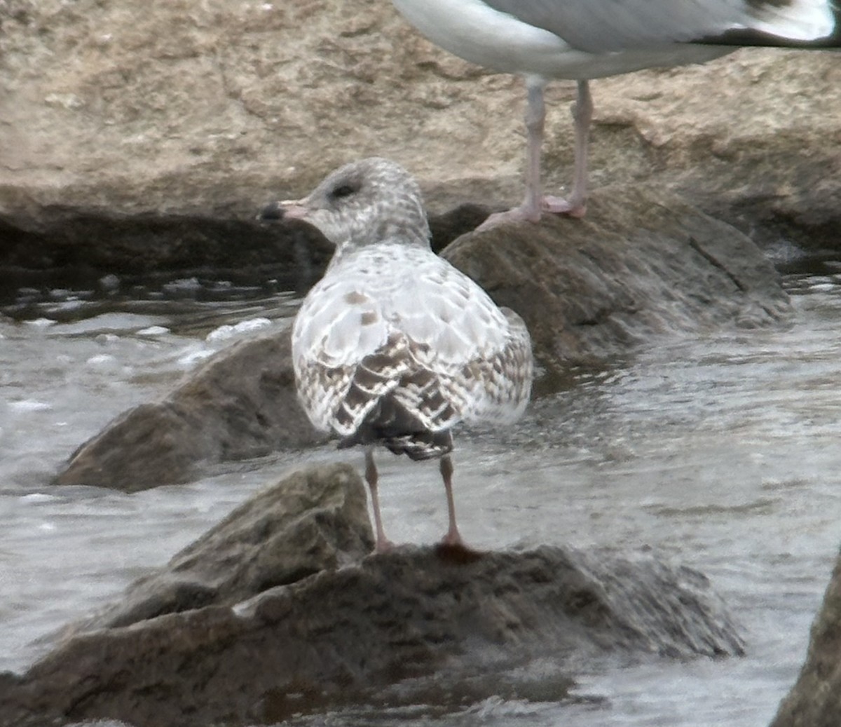 Ring-billed Gull - ML626516268