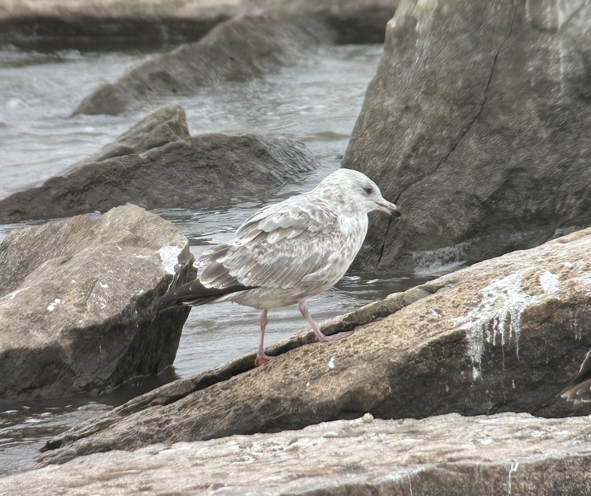 Ring-billed Gull - ML626516277