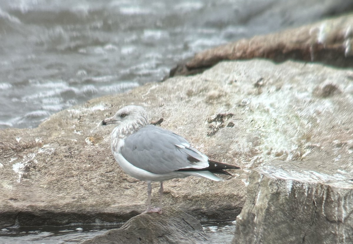 American Herring Gull - ML626516306