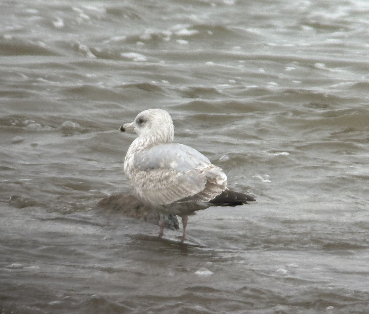 American Herring Gull - ML626516329