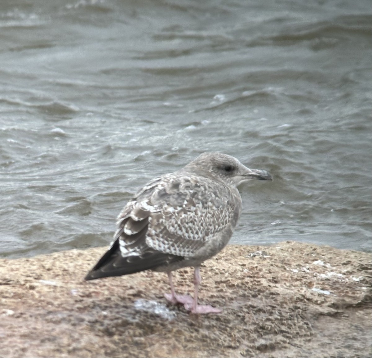 American Herring Gull - ML626516352