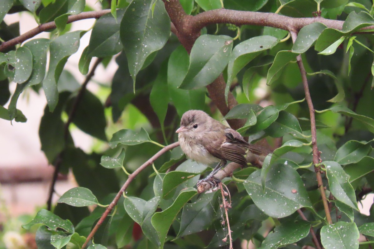 Bell's Vireo (Least) - ML626516512