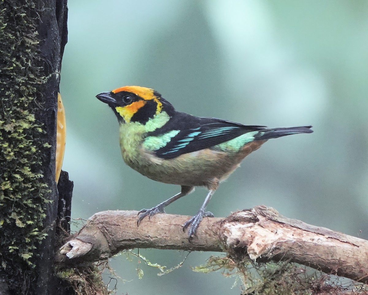 Flame-faced Tanager - ML626516577