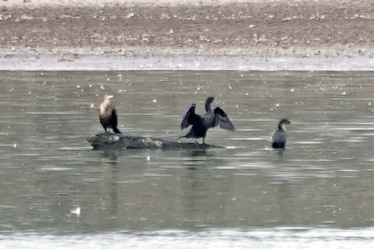 Double-crested Cormorant - ML626516620